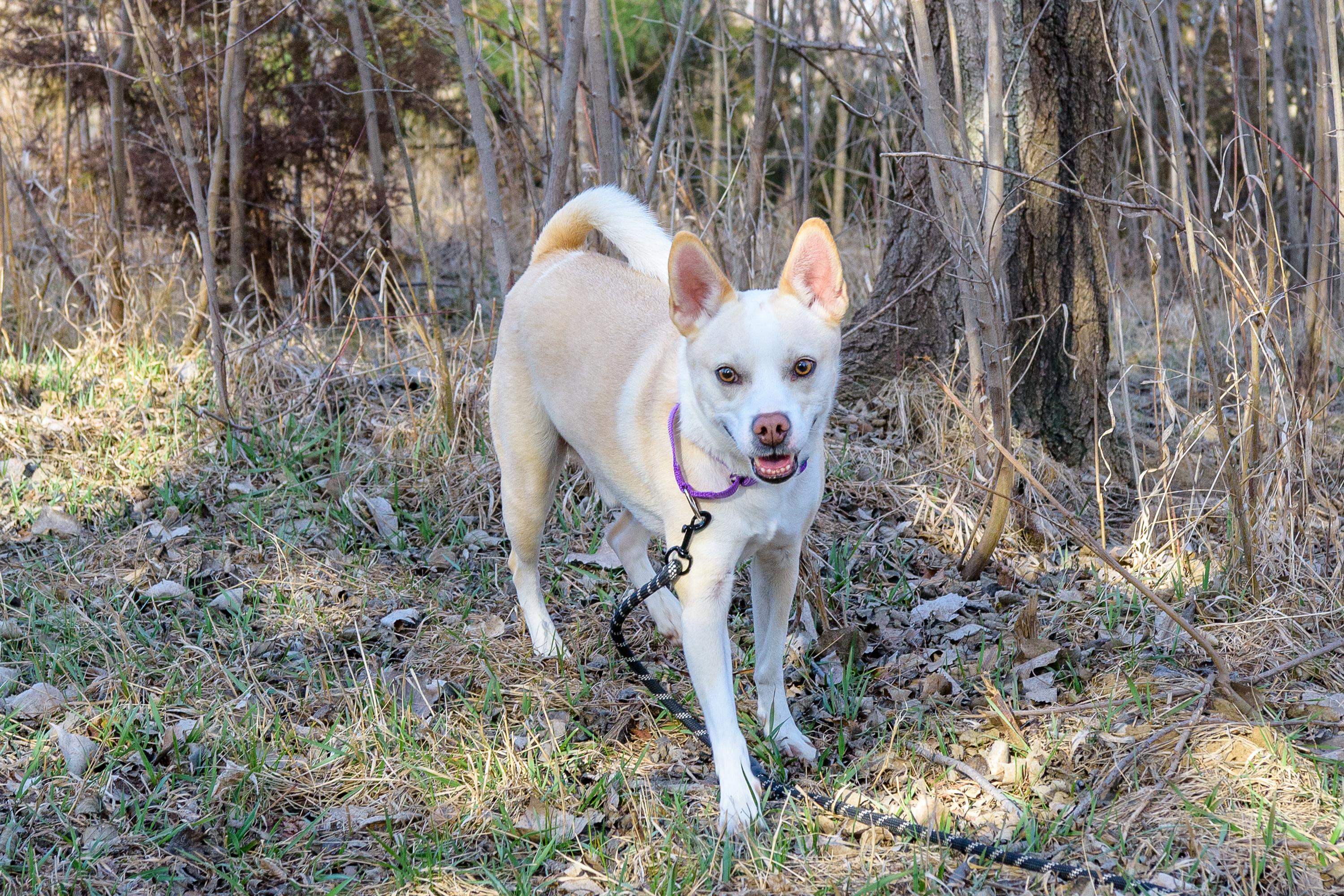 Enlarge Buddy , an adopted mixed breed in Blair, NE image 3/3