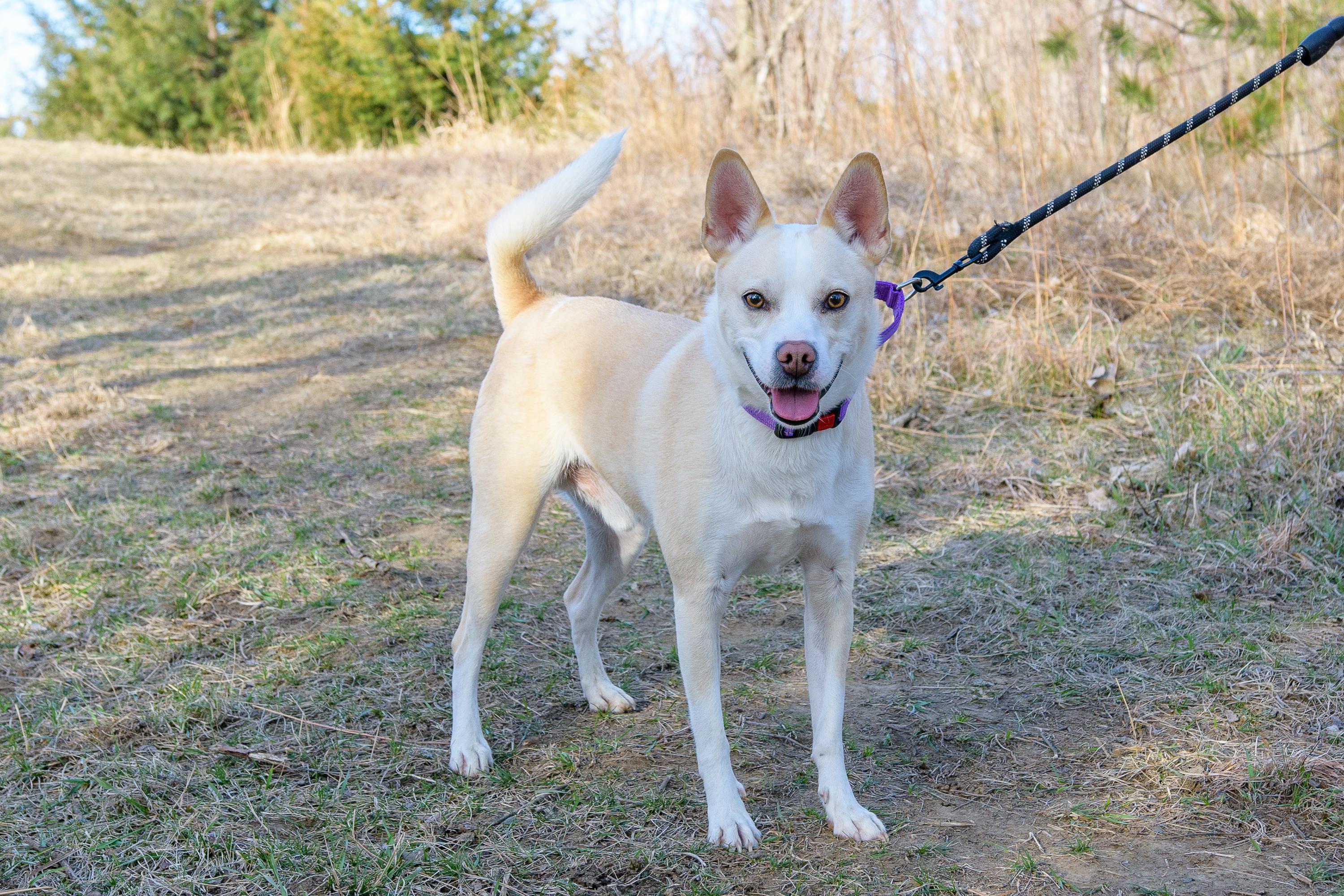 Enlarge Buddy , an adopted mixed breed in Blair, NE image 2/3