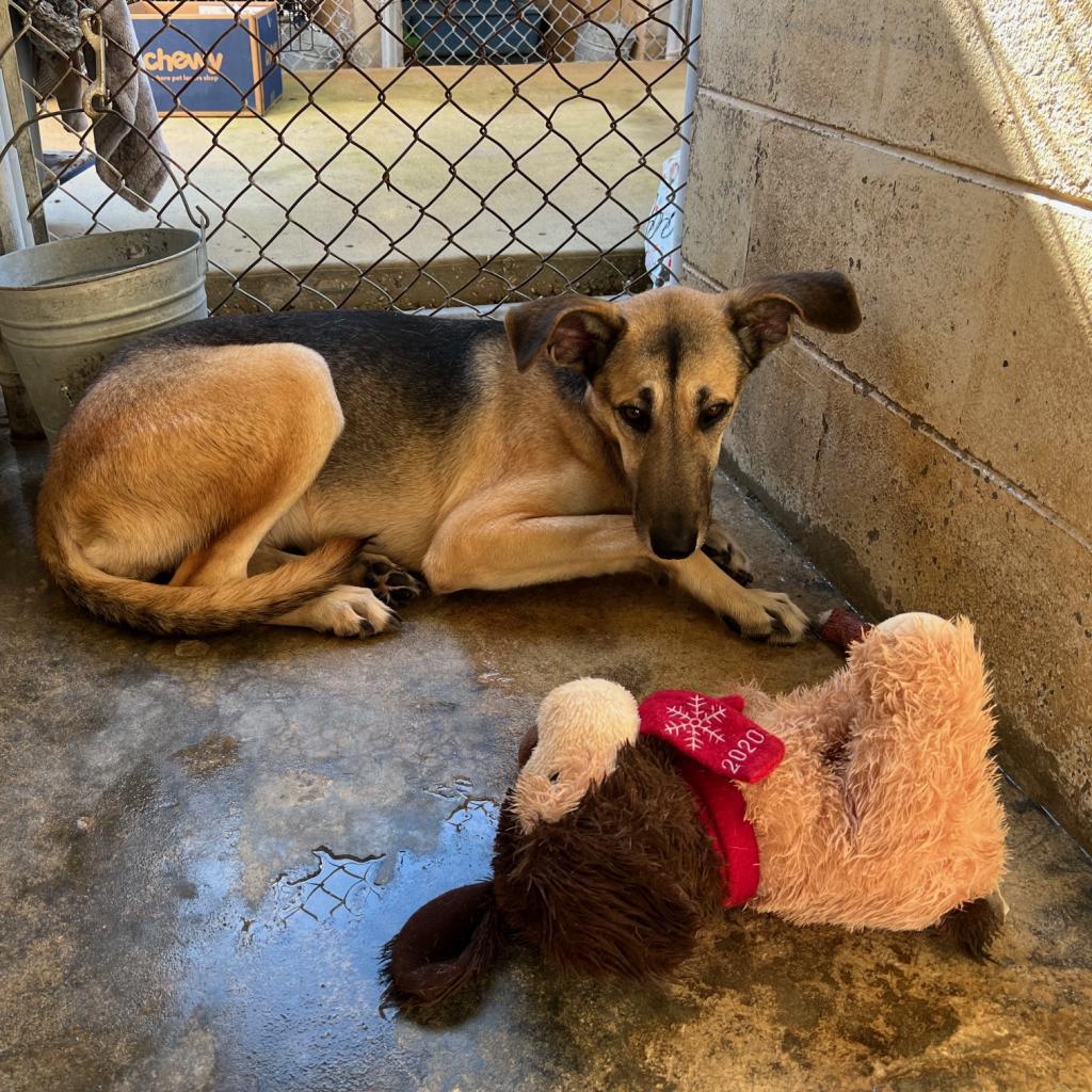 Pita, a Adoptable German Shepherd Dog in Jacksonville, FL image 1/4