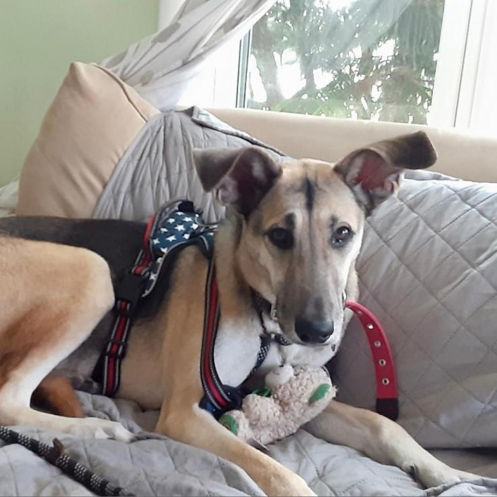 Pita, a Adoptable German Shepherd Dog in Jacksonville, FL image 2/4