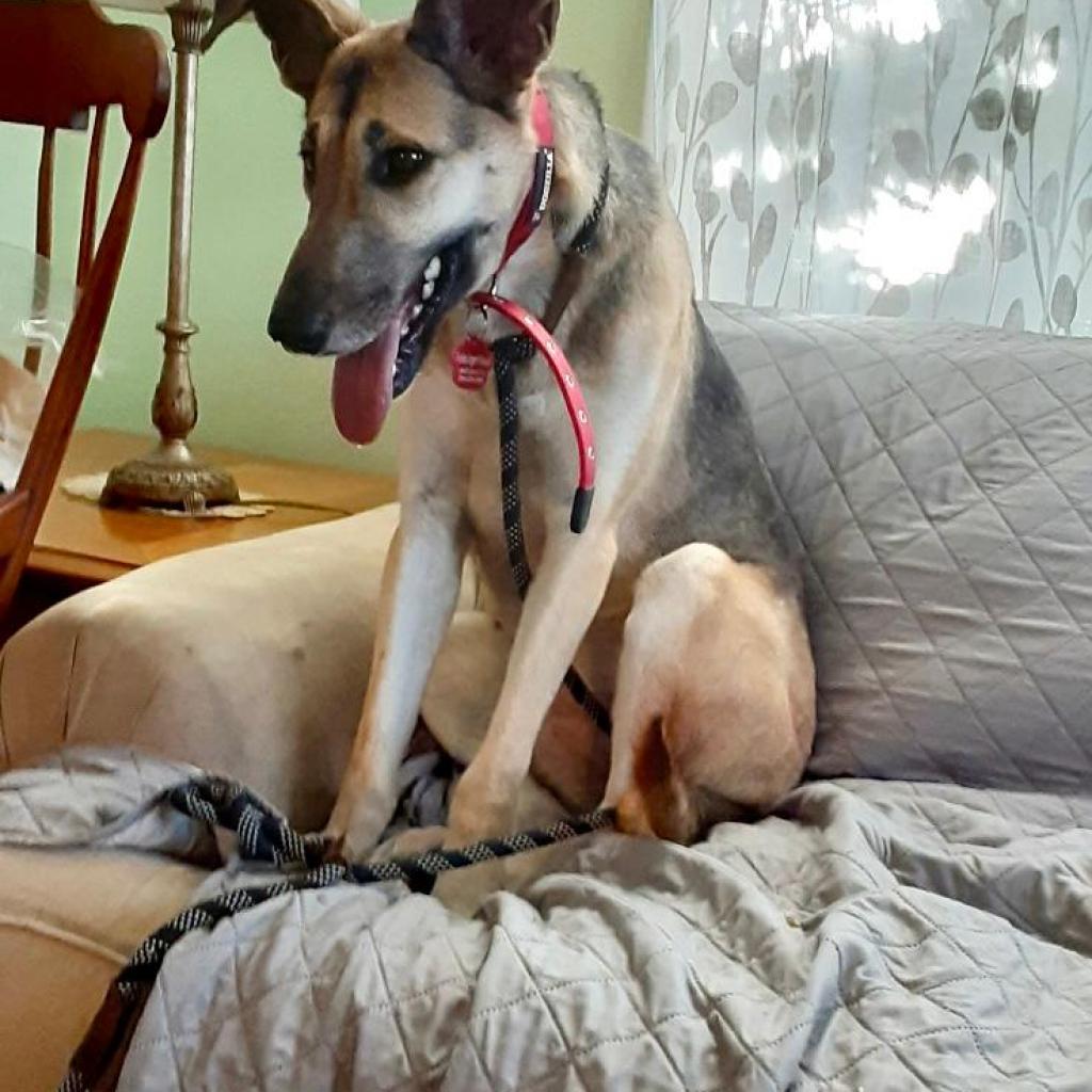 Pita, a Adoptable German Shepherd Dog in Jacksonville, FL image 3/4