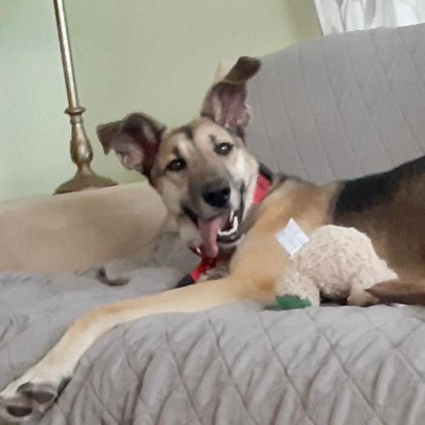 Pita, a Adoptable German Shepherd Dog in Jacksonville, FL image 4/4