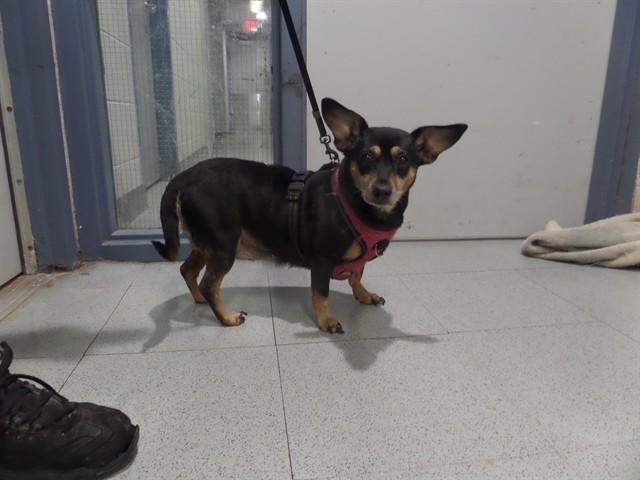 MUFFIN, Adoptable, Senior Female Chihuahua.