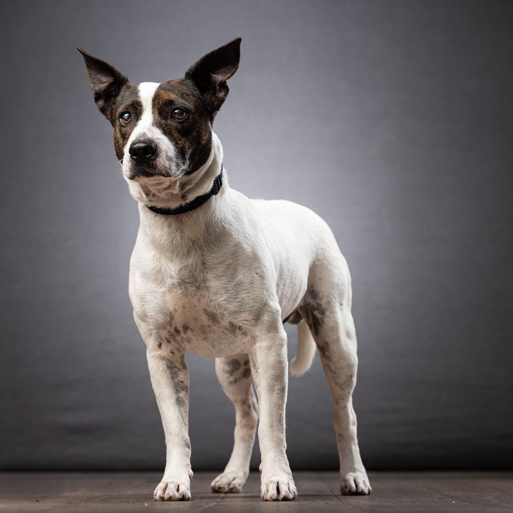 Nino, Adoptable, Adult Male Mixed Breed.