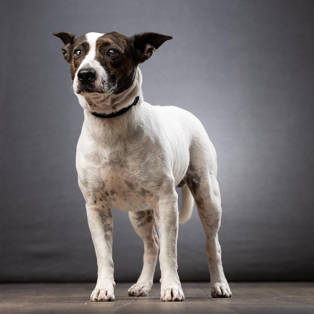 Enlarge Nino, a Adoptable Mixed Breed in Jupiter, FL image 2/6