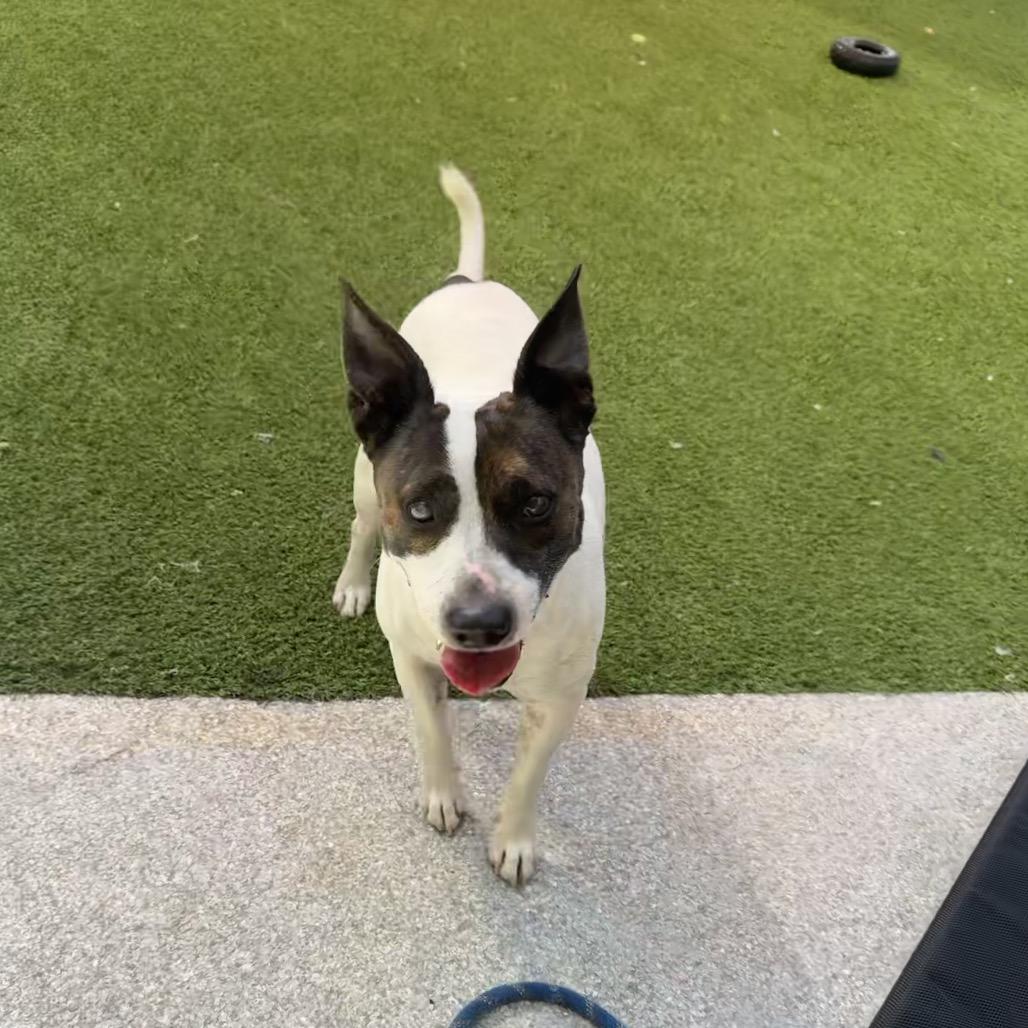 Nino — thumbnail 3