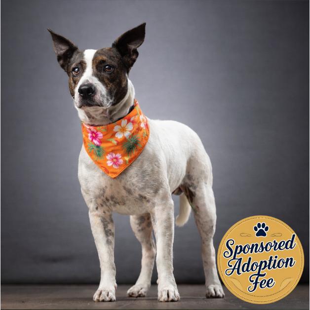 Nino — thumbnail 4