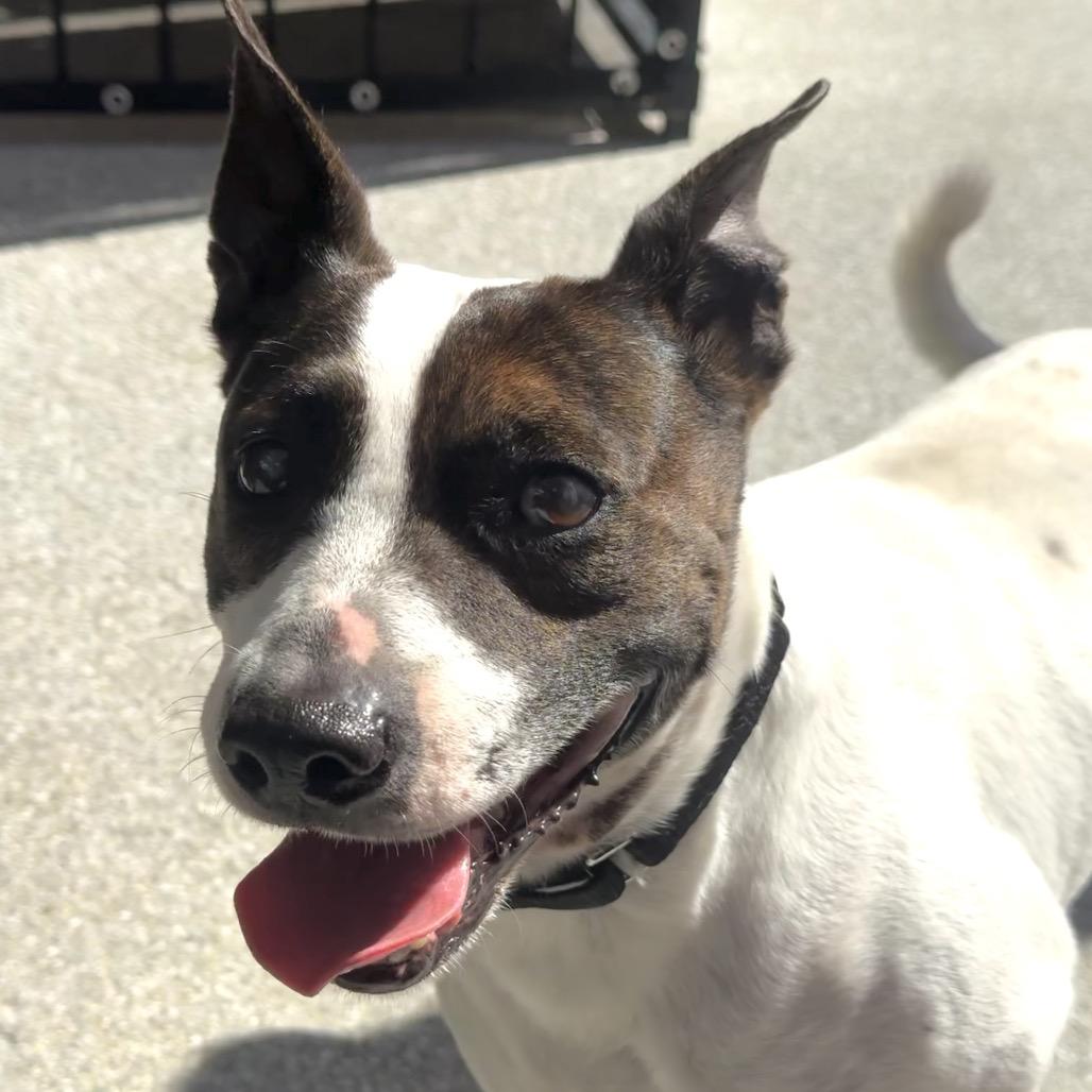 Enlarge Nino, a Adoptable Mixed Breed in Jupiter, FL image 4/6