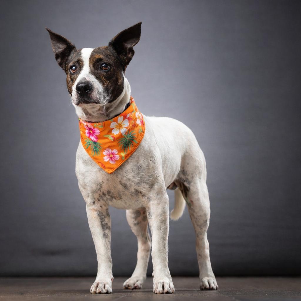 Enlarge Nino, a Adoptable Mixed Breed in Jupiter, FL image 5/6