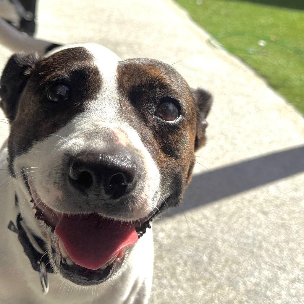 Enlarge Nino, a Adoptable Mixed Breed in Jupiter, FL image 5/6