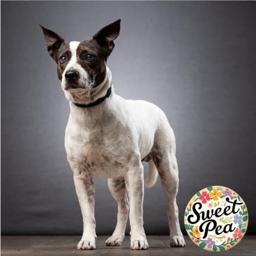 Enlarge Nino, a Adoptable Mixed Breed in Jupiter, FL image 6/6