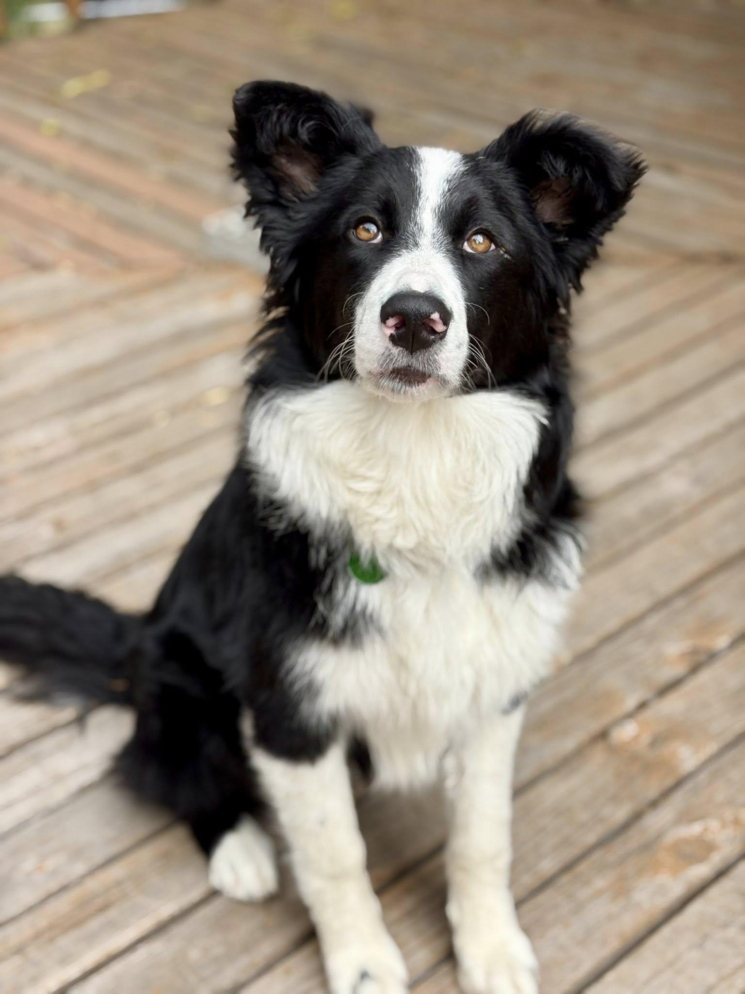 Haiku, Adoptable, Young Female Border Collie.
