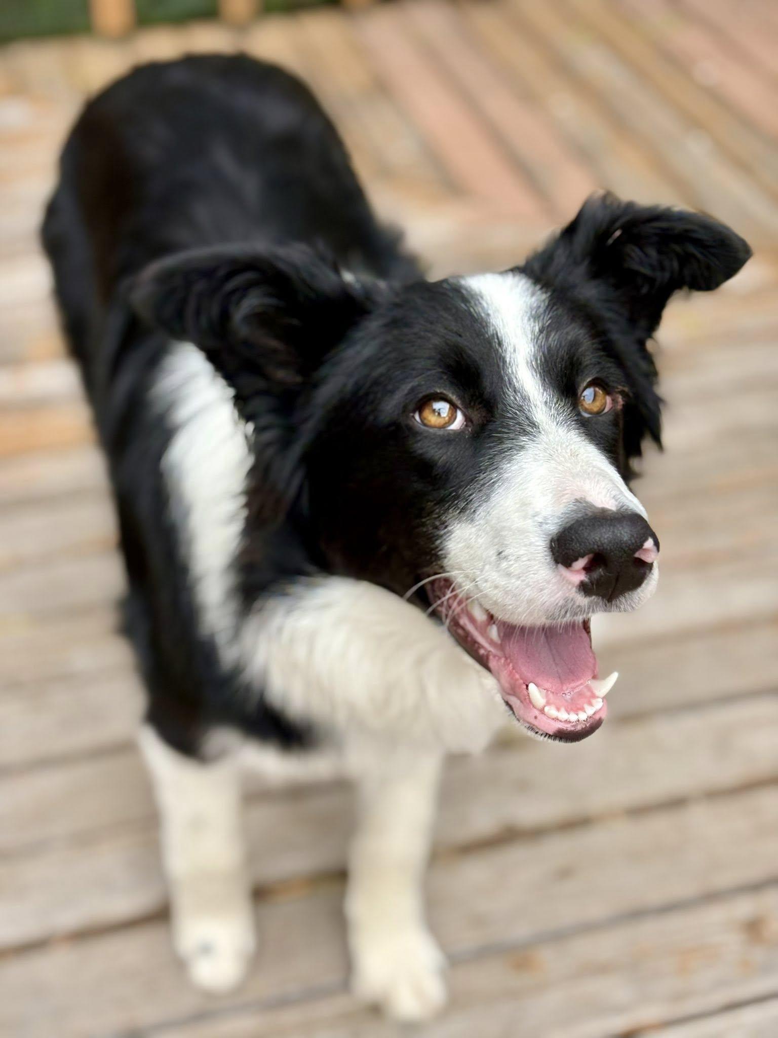 Enlarge Haiku, a Adoptable Border Collie in Paso Robles, CA image 2/3