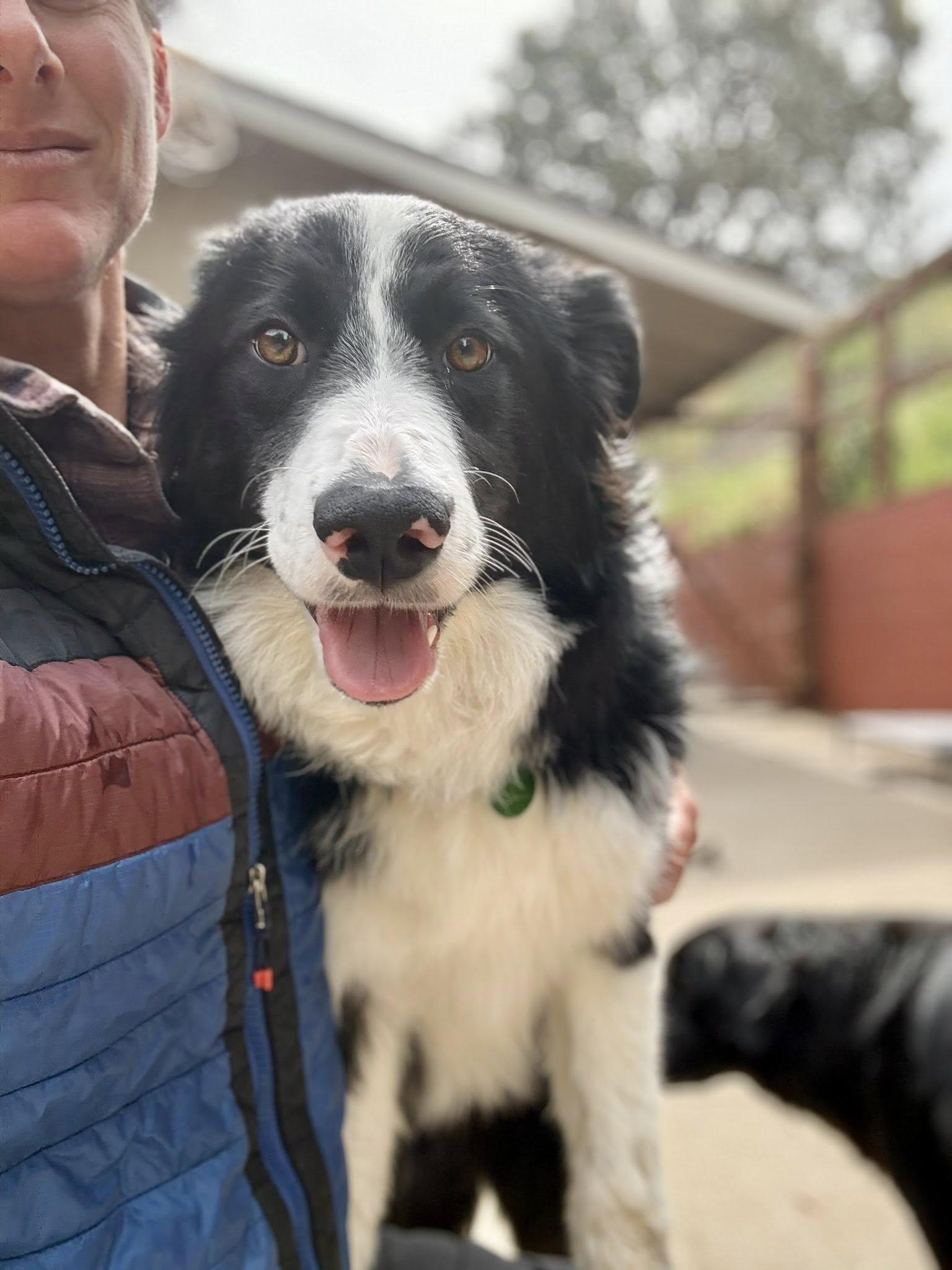 Enlarge Haiku, a Adoptable Border Collie in Paso Robles, CA image 3/3
