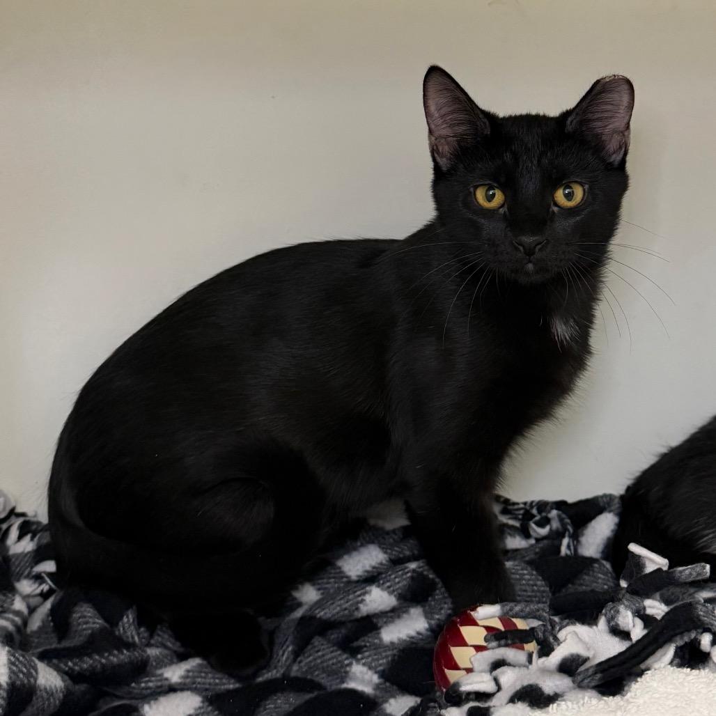 Popper, Adoptable, Kitten Male Domestic Short Hair.