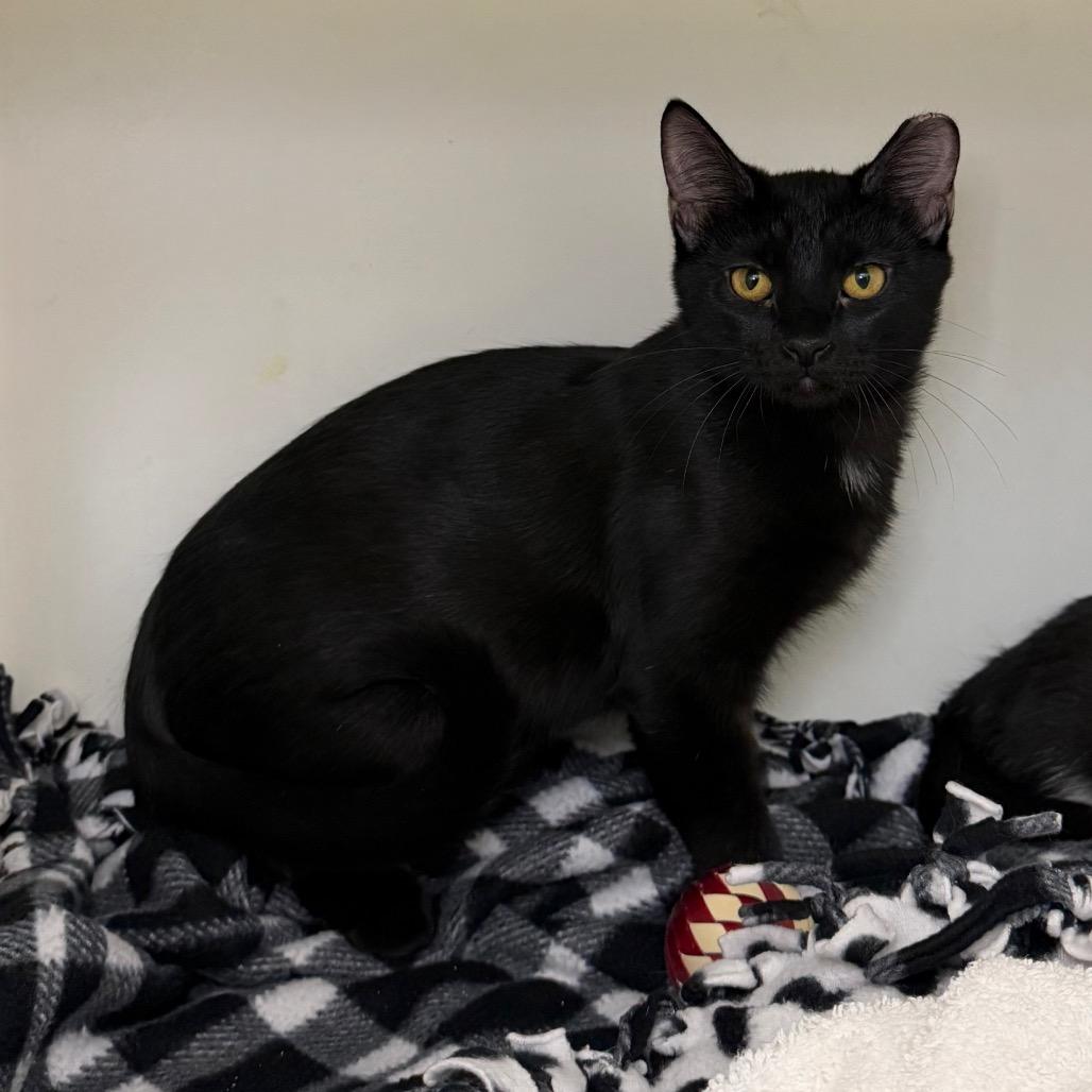 Enlarge Popper, a Adoptable Domestic Short Hair in Council Bluffs, IA image 2/3