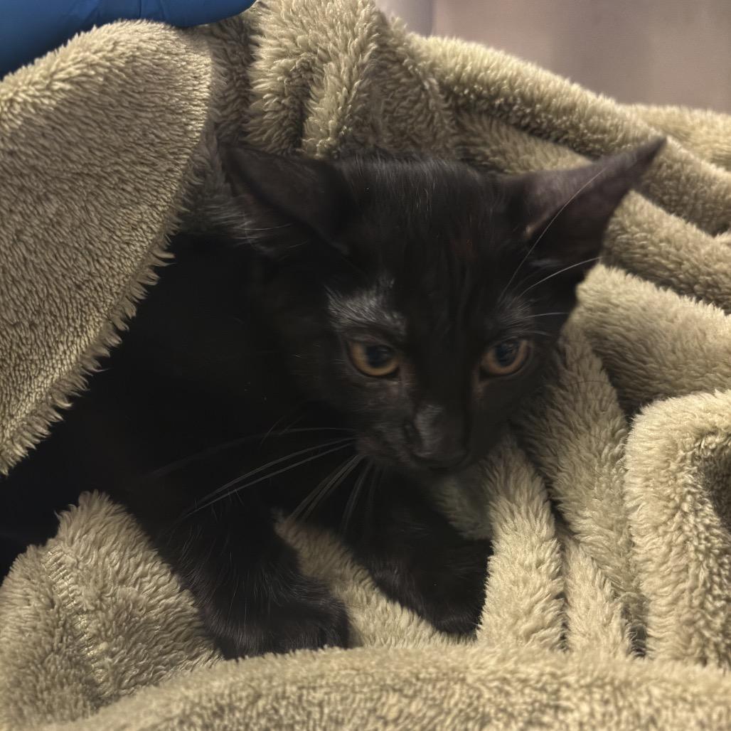 Enlarge Popper, a Adoptable Domestic Short Hair in Council Bluffs, IA image 3/3