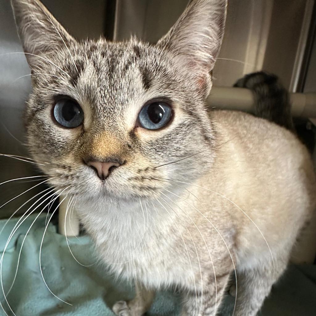 Ghosty, Adopted, Young Female Domestic Short Hair.