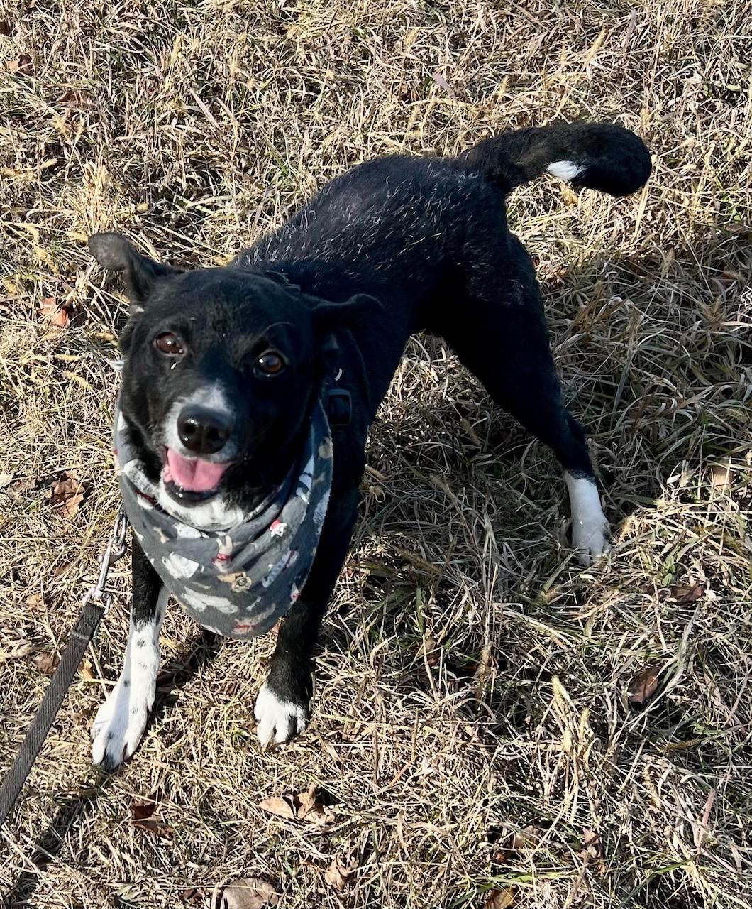 Bear, Adoptable, Senior Male Border Collie.