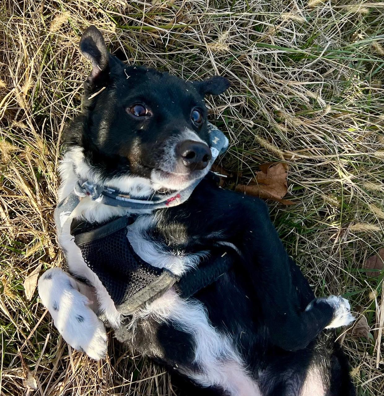Enlarge Bear, a Adoptable mixed breed in Edinburg, VA image 2/5