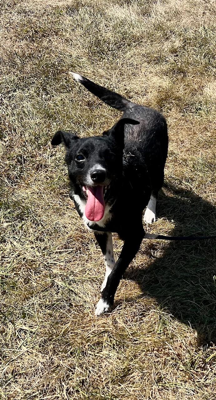 Enlarge Bear, a Adoptable mixed breed in Edinburg, VA image 1/3