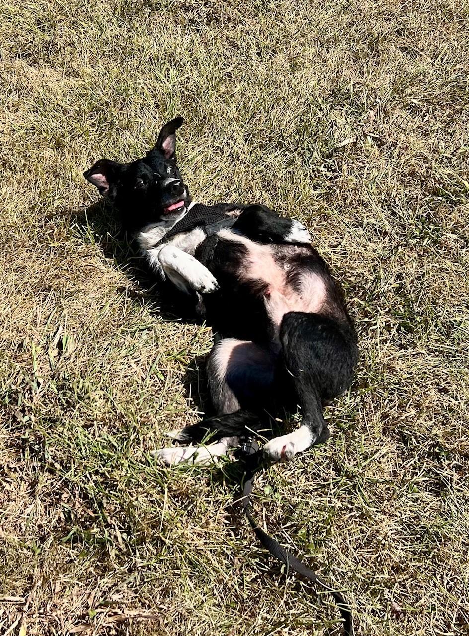 Enlarge Bear, a Adoptable mixed breed in Edinburg, VA image 3/3