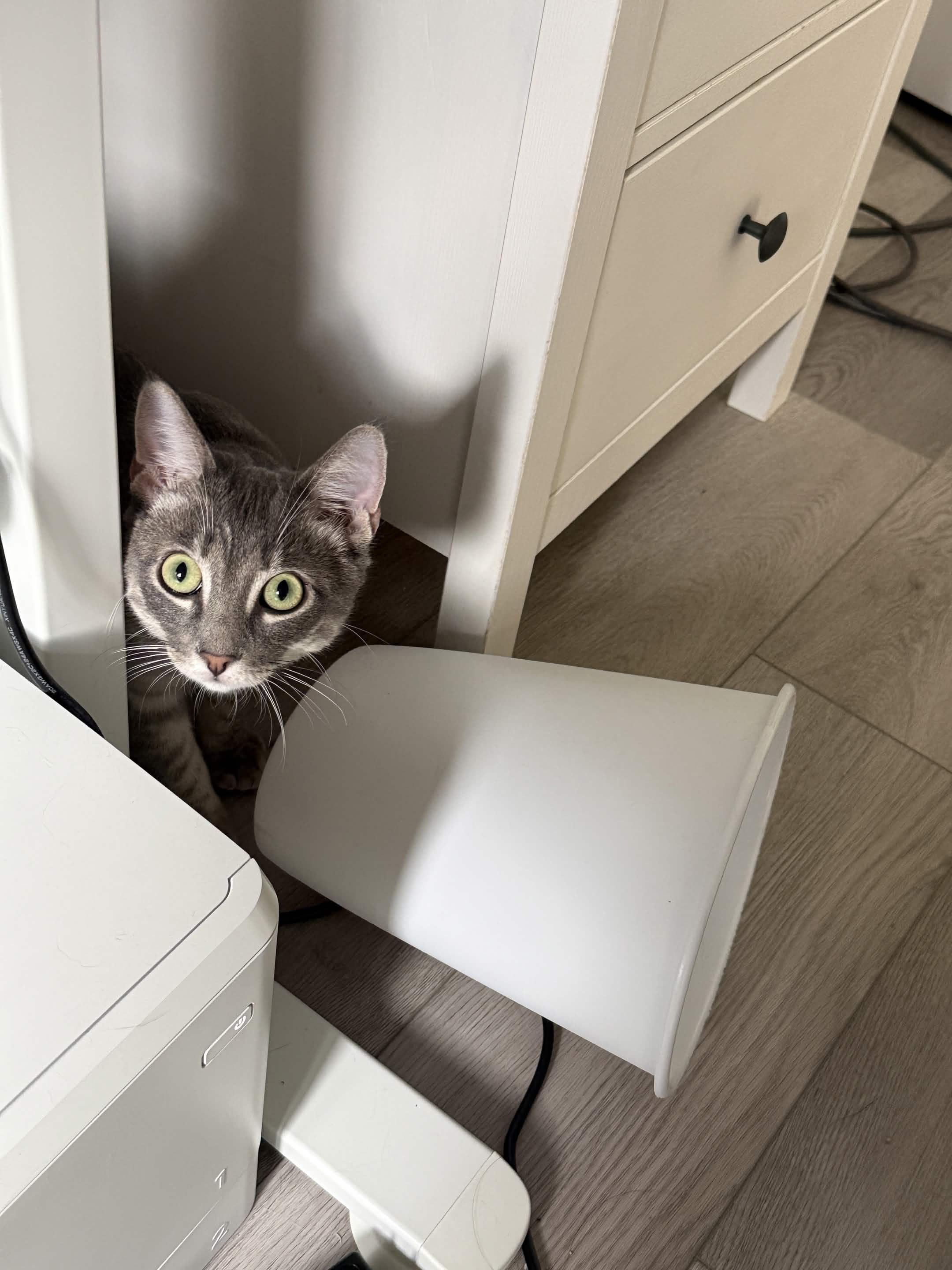 Enlarge Cassius, a Adopted Domestic Short Hair in Weehawken, NJ image 3/6