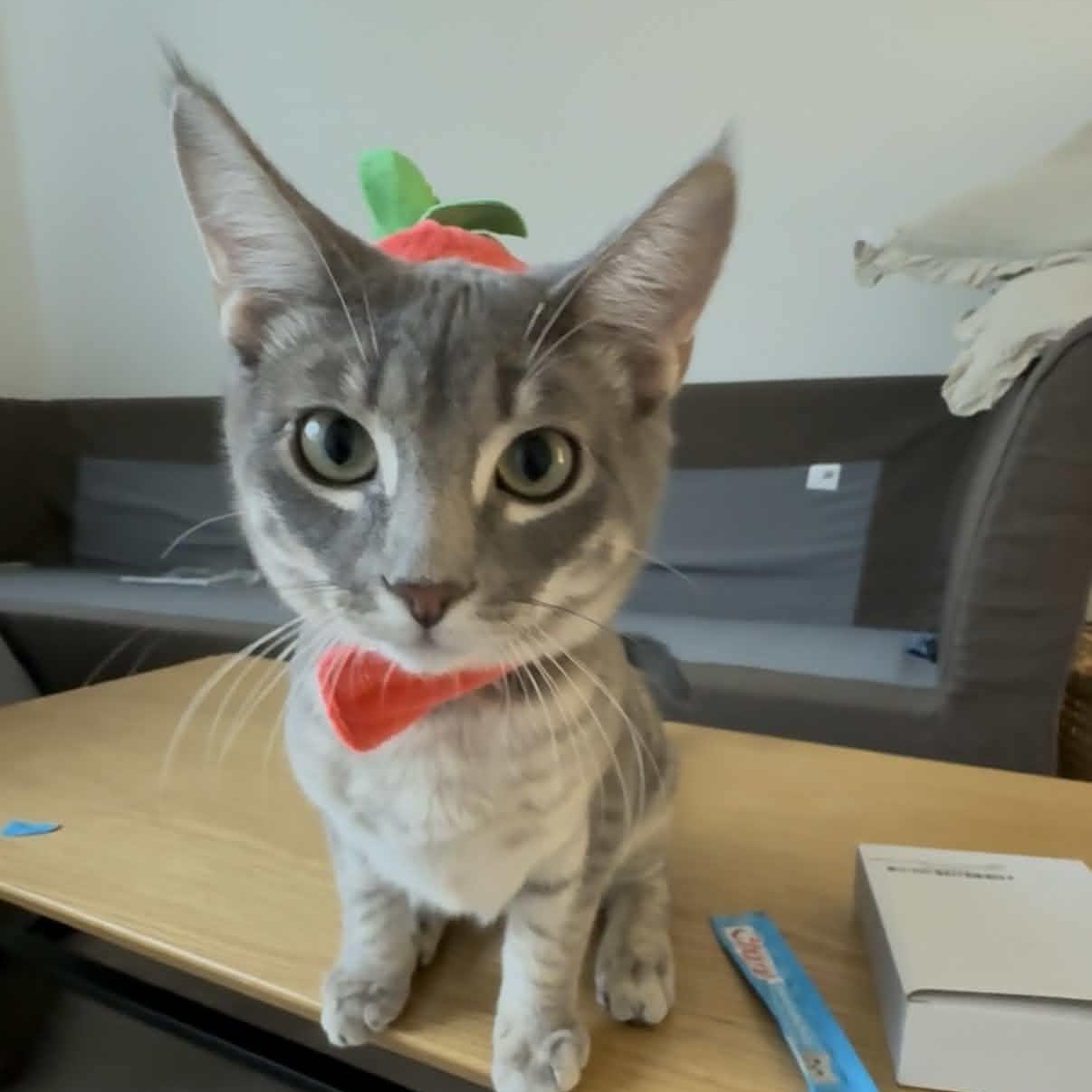 Enlarge Cassius, a Adopted Domestic Short Hair in Weehawken, NJ image 1/6