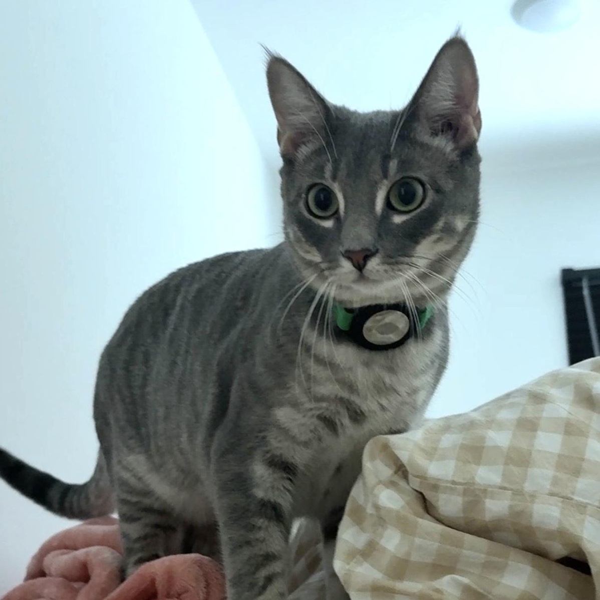 Enlarge Cassius, a Adopted Domestic Short Hair in Weehawken, NJ image 5/6