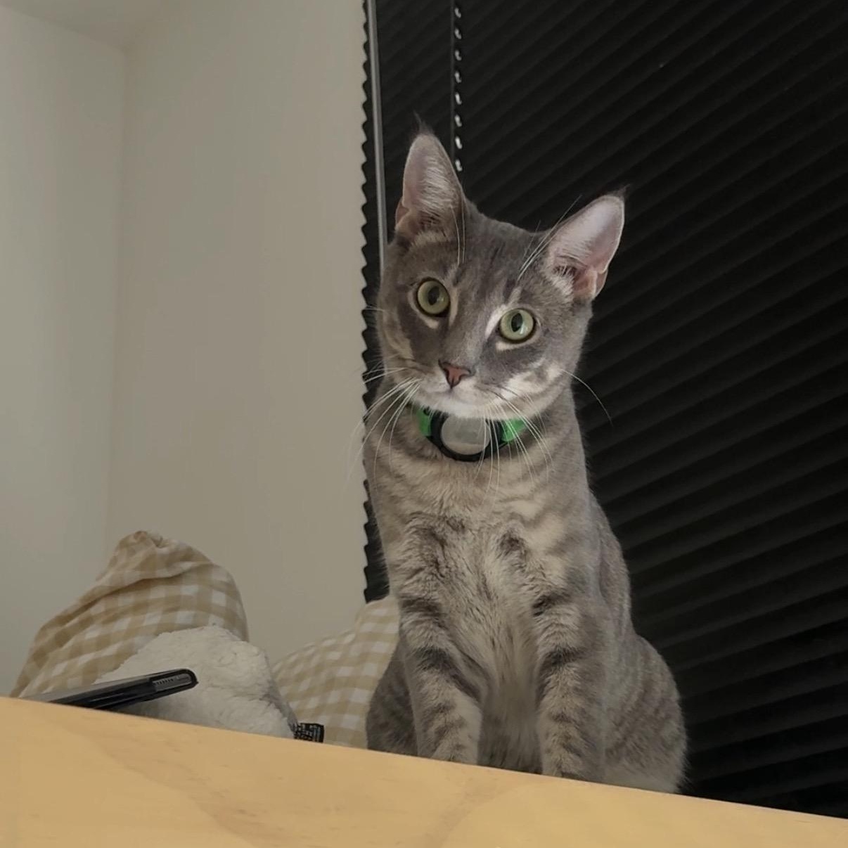 Enlarge Cassius, a Adopted Domestic Short Hair in Weehawken, NJ image 2/6