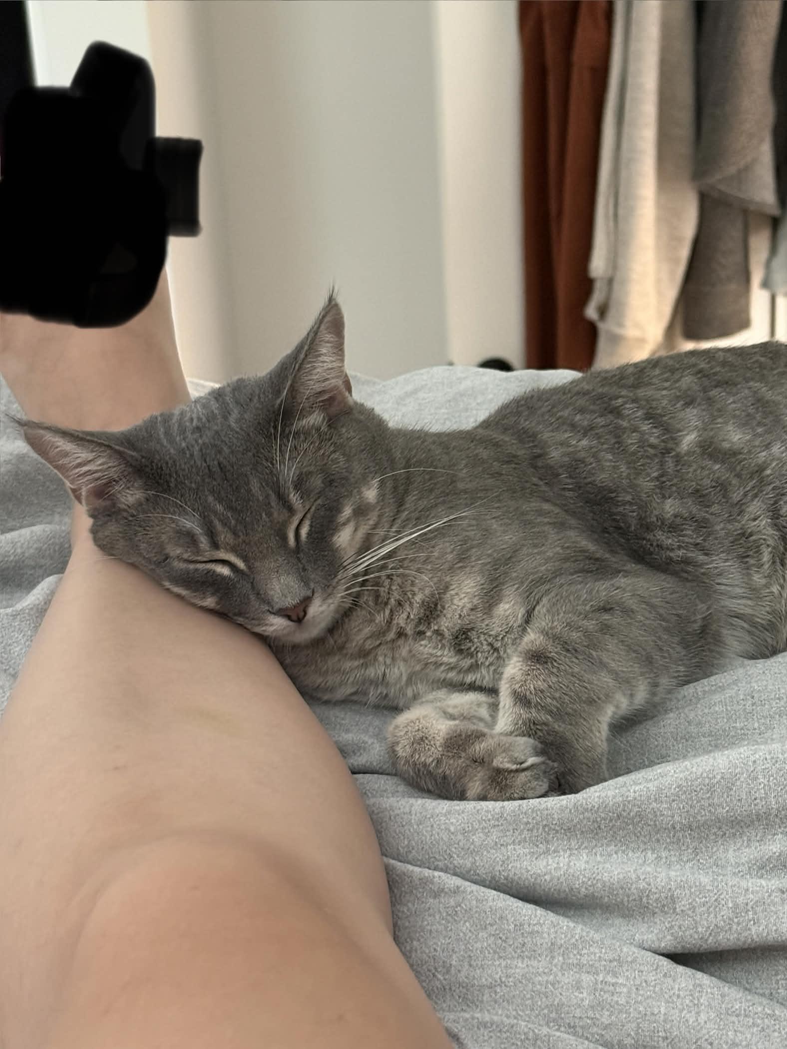 Enlarge Cassius, a Adopted Domestic Short Hair in Weehawken, NJ image 4/6