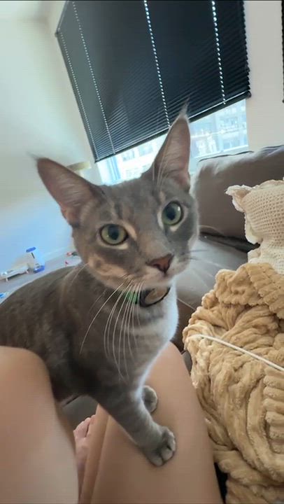 Enlarge Cassius, a Adopted Domestic Short Hair in Weehawken, NJ video 6/6