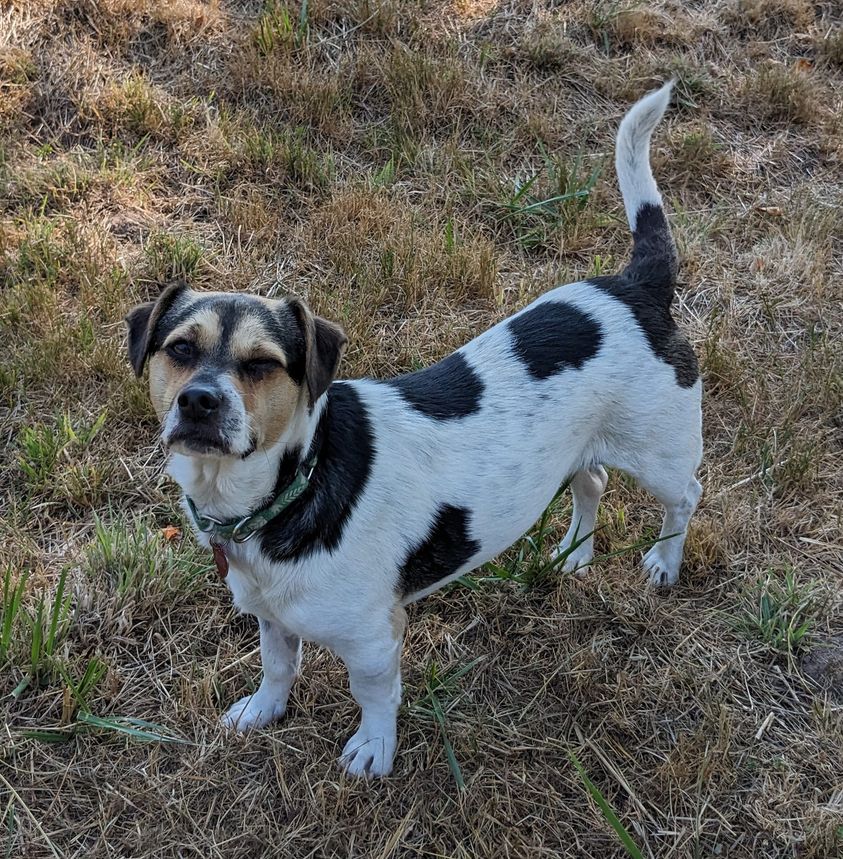 Finch, an adoptable Jack Russell Terrier in Clatskanie, OR, 97016 | Photo Image 3