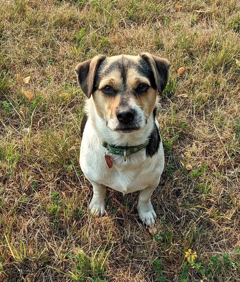 Finch, an adoptable Jack Russell Terrier in Clatskanie, OR, 97016 | Photo Image 2
