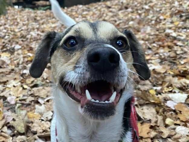 Finch, an adoptable Jack Russell Terrier in Clatskanie, OR, 97016 | Photo Image 1