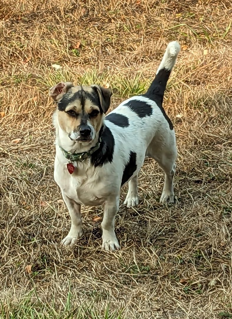 Finch, an adoptable Jack Russell Terrier in Clatskanie, OR, 97016 | Photo Image 3