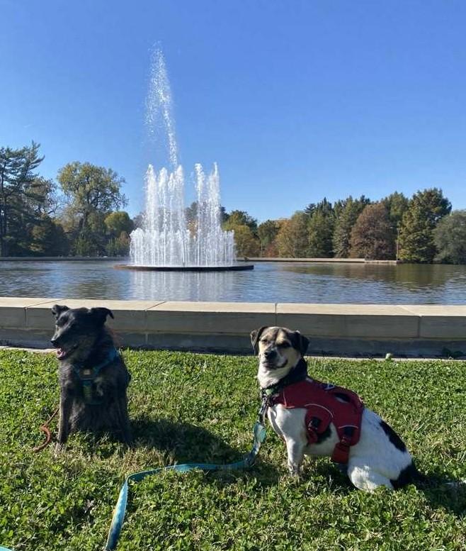 Finch, an adoptable Jack Russell Terrier in Clatskanie, OR, 97016 | Photo Image 6