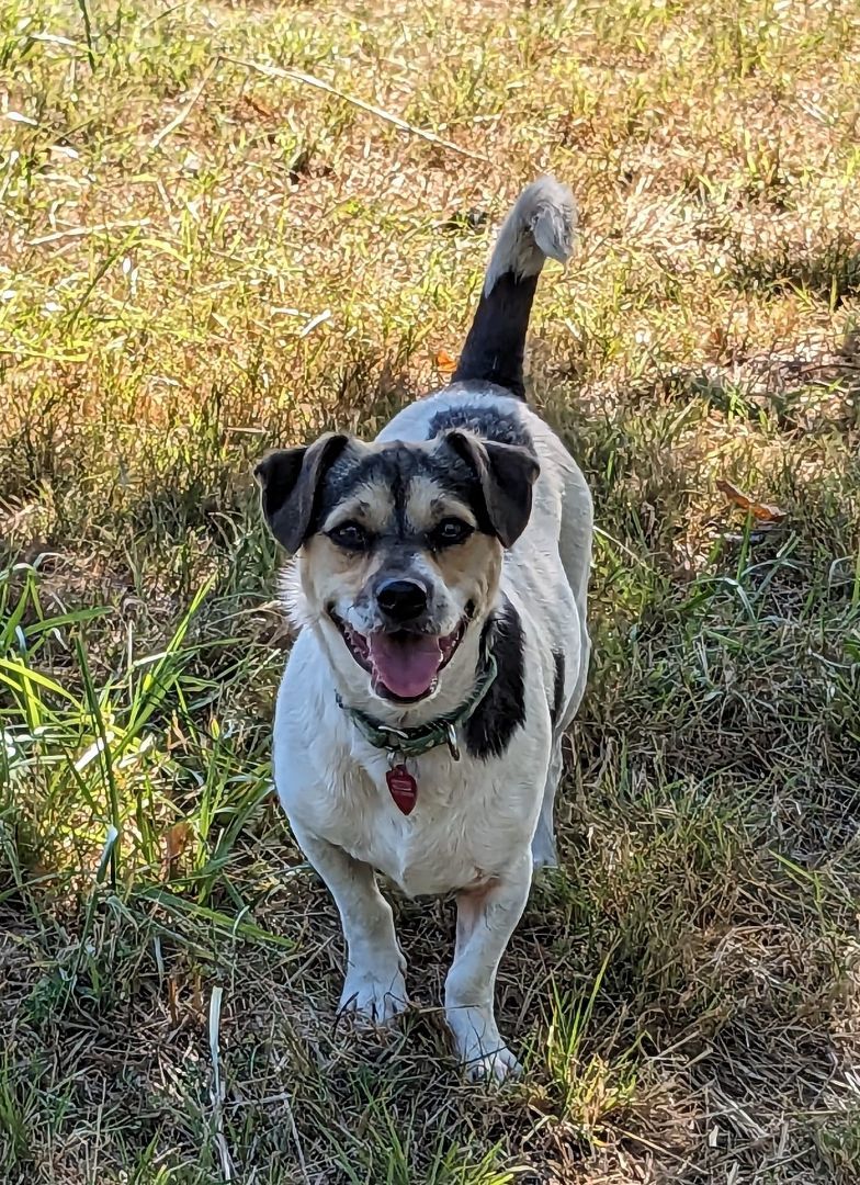 Finch, an adoptable Jack Russell Terrier in Clatskanie, OR, 97016 | Photo Image 5