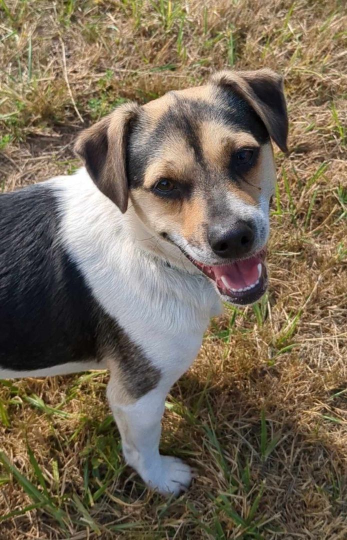 Finch, an adoptable Jack Russell Terrier in Clatskanie, OR, 97016 | Photo Image 4