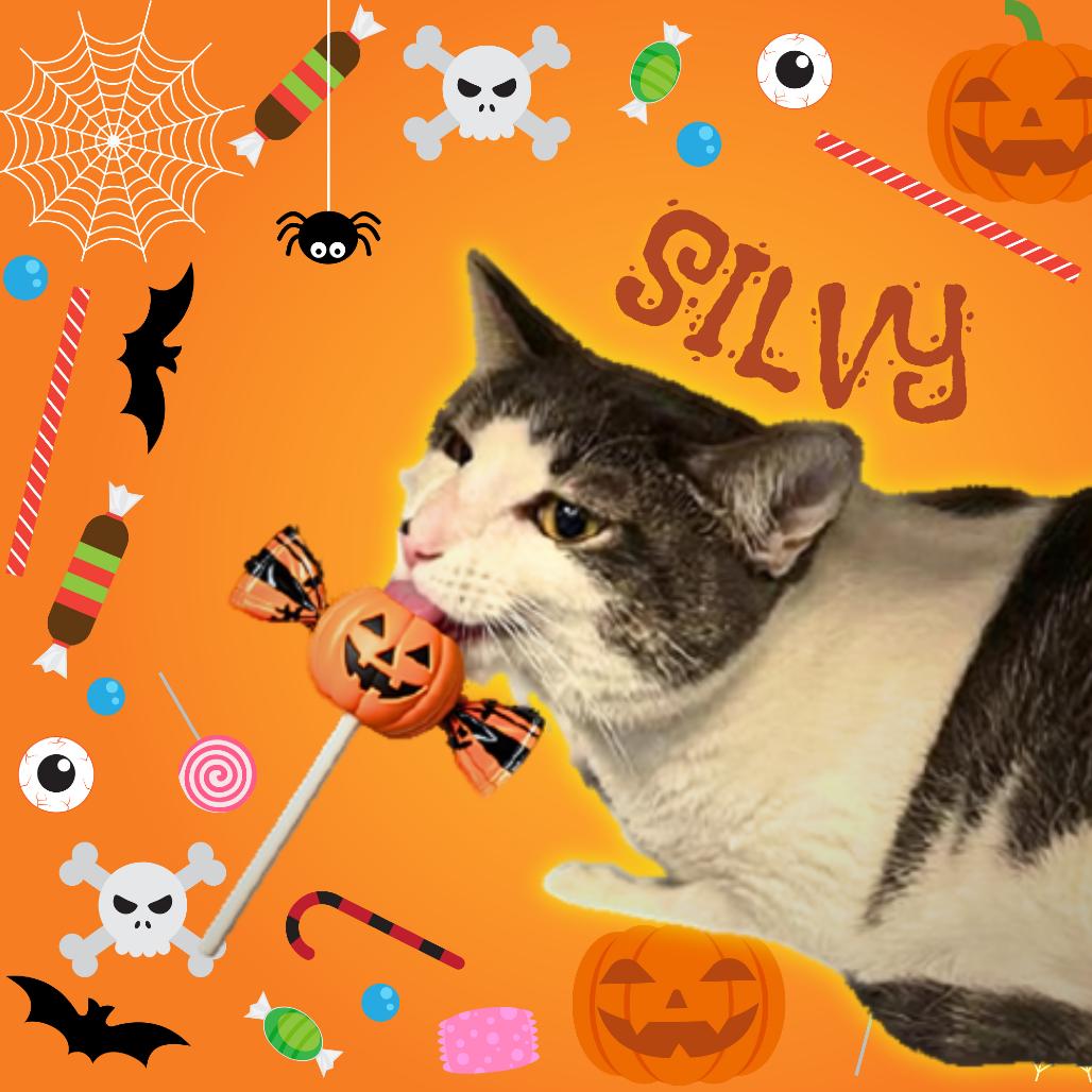 Enlarge Silvy, a Adoptable mixed breed in Tempe, AZ image 1/3