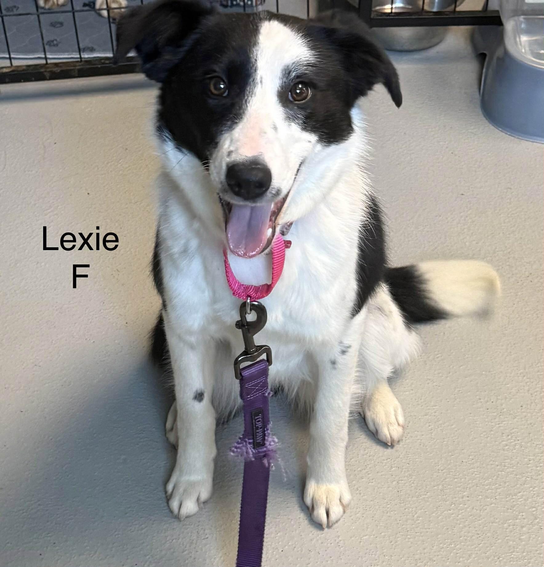 Lexi , ADOPTABLE, Young Female Border Collie.