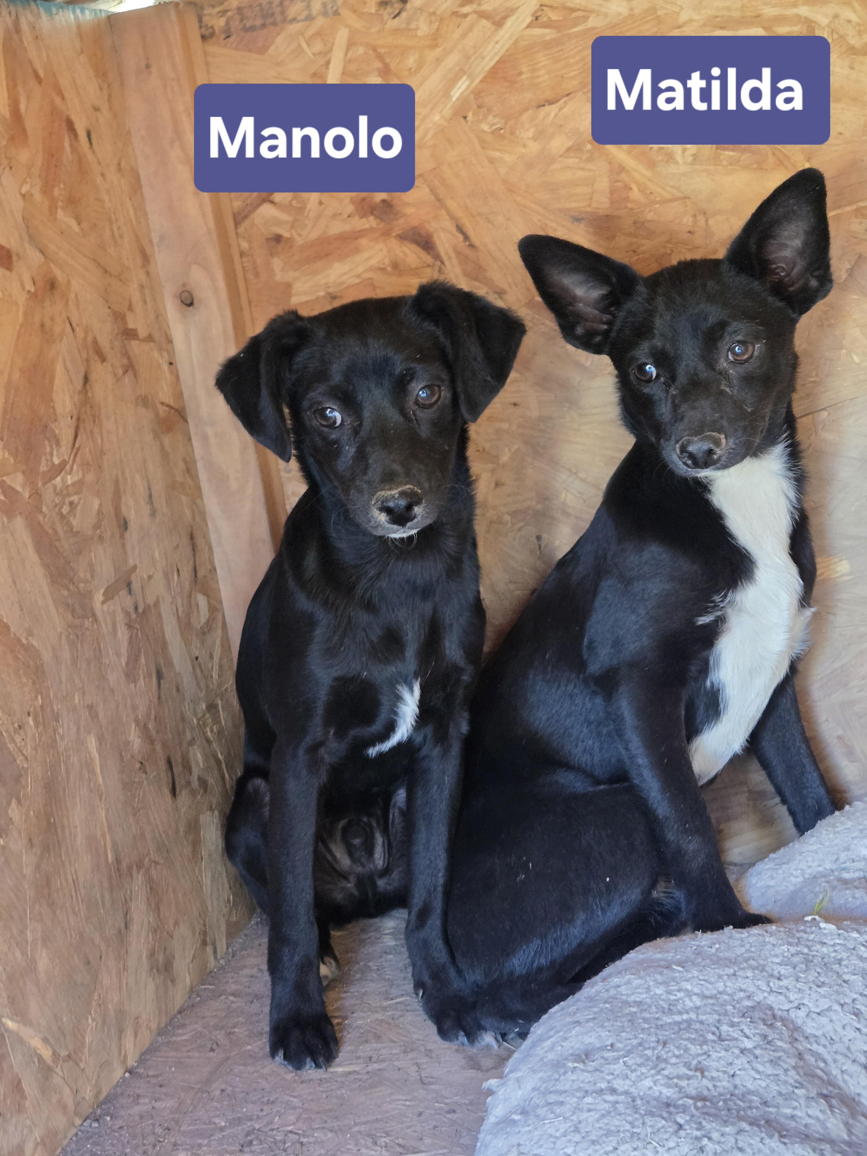 Matilda, a ADOPTABLE mixed breed in Nogales, AZ image 2/4