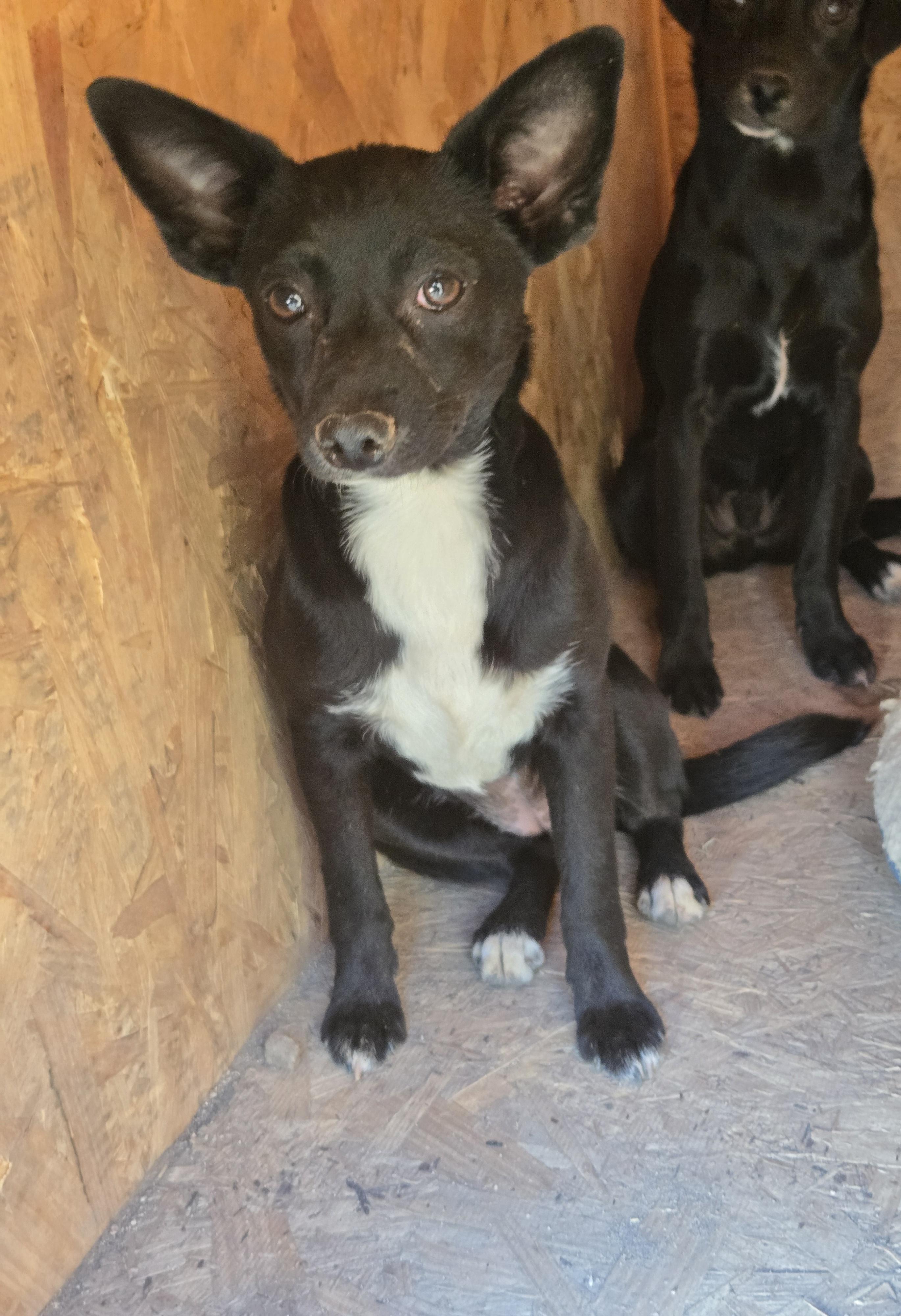 Matilda, ADOPTABLE, Young Female Mixed Breed.