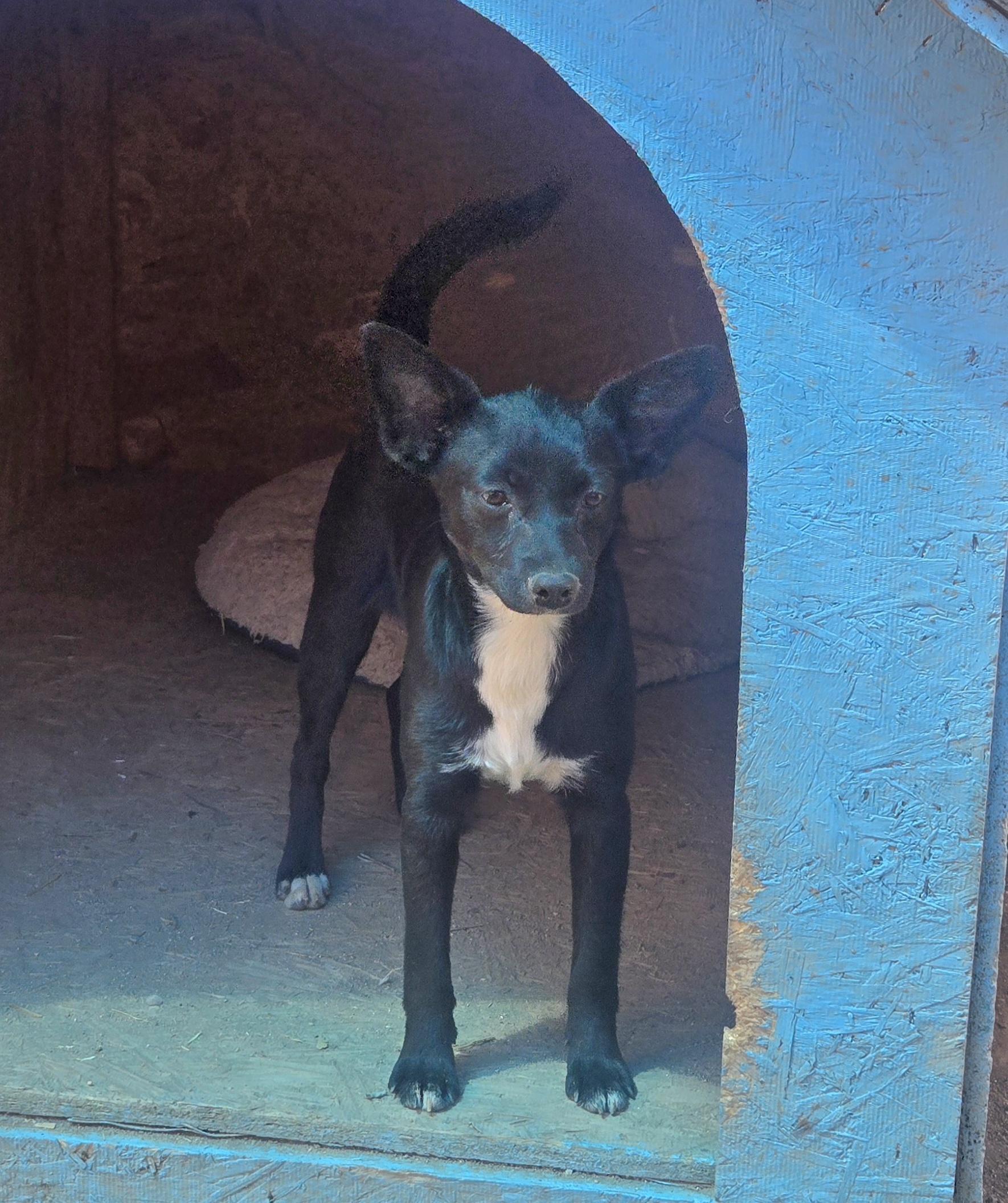 Matilda, a ADOPTABLE mixed breed in Nogales, AZ image 3/4
