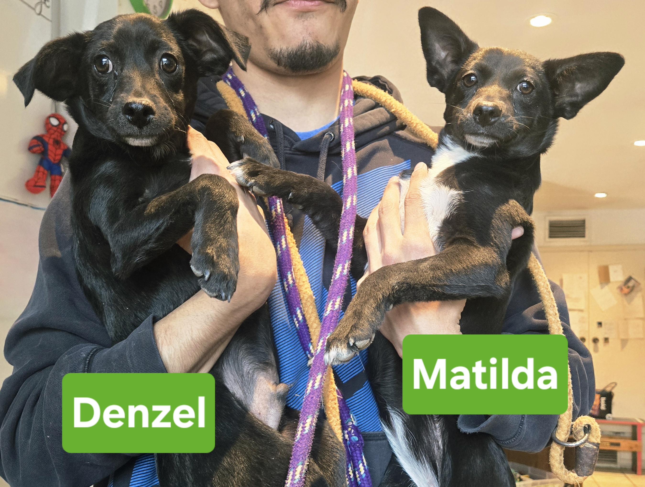 Matilda, a ADOPTABLE mixed breed in Nogales, AZ image 4/4