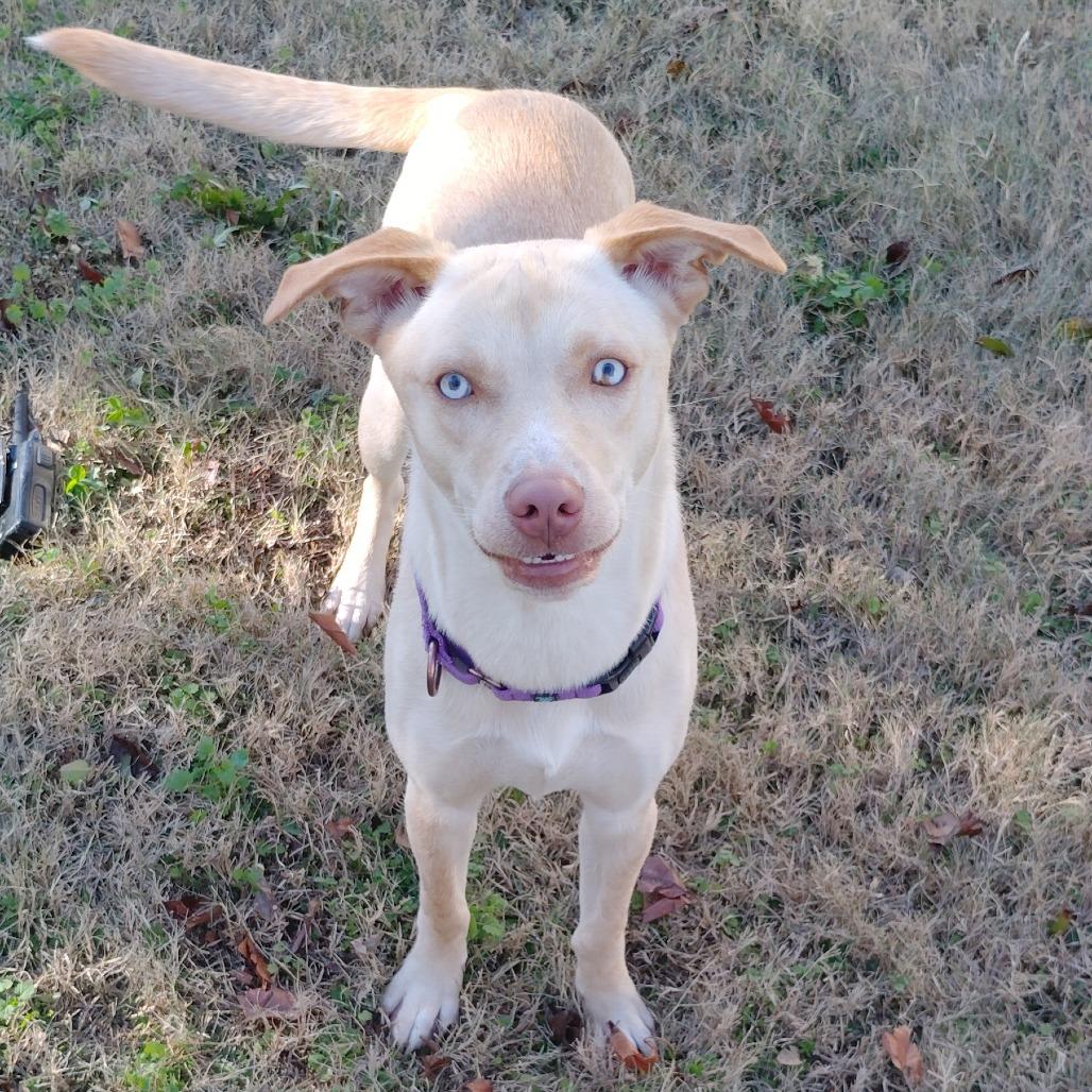 Enlarge Cindy Lu, a Adoptable Yellow Labrador Retriever in Tulsa, OK image 1/6