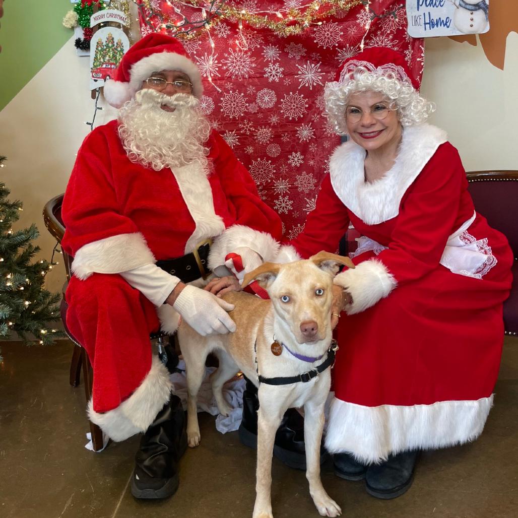 Enlarge Cindy Lu, a Adoptable Yellow Labrador Retriever in Tulsa, OK image 2/6