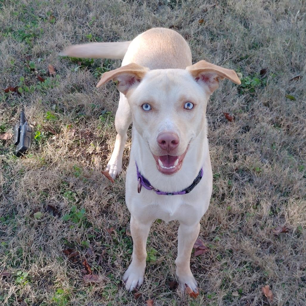 Enlarge Cindy Lu, a Adoptable Yellow Labrador Retriever in Tulsa, OK image 3/6