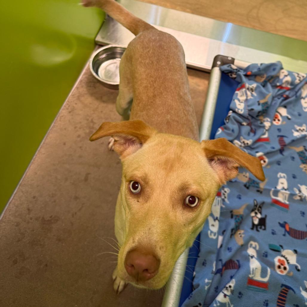 Enlarge Cindy Lu, a Adoptable Yellow Labrador Retriever in Tulsa, OK image 4/6