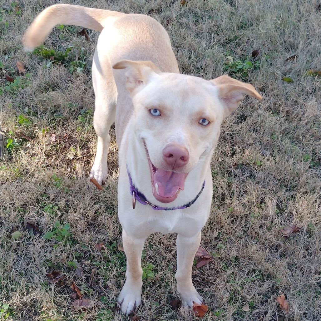 Enlarge Cindy Lu, a Adoptable Yellow Labrador Retriever in Tulsa, OK image 5/6